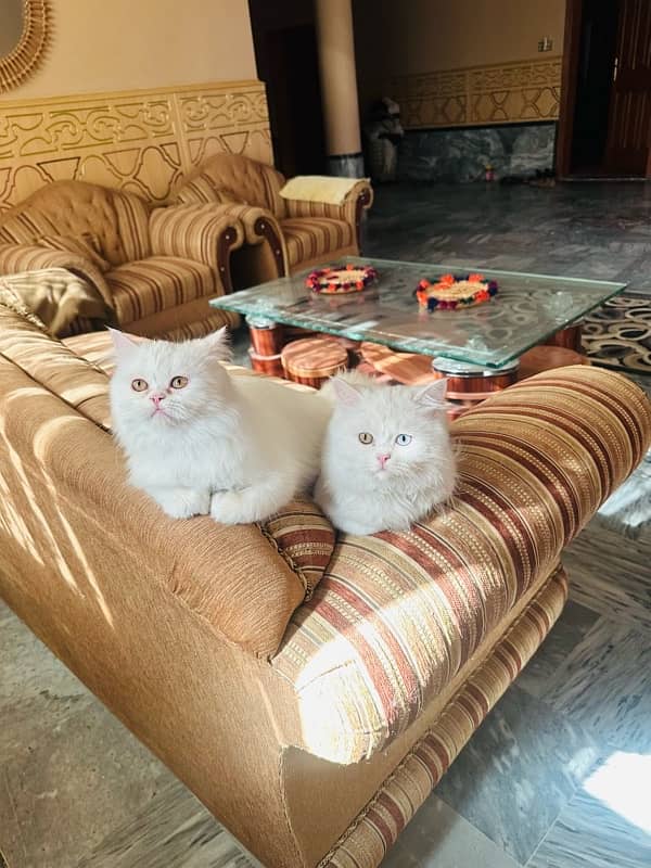 Persian Cat 8