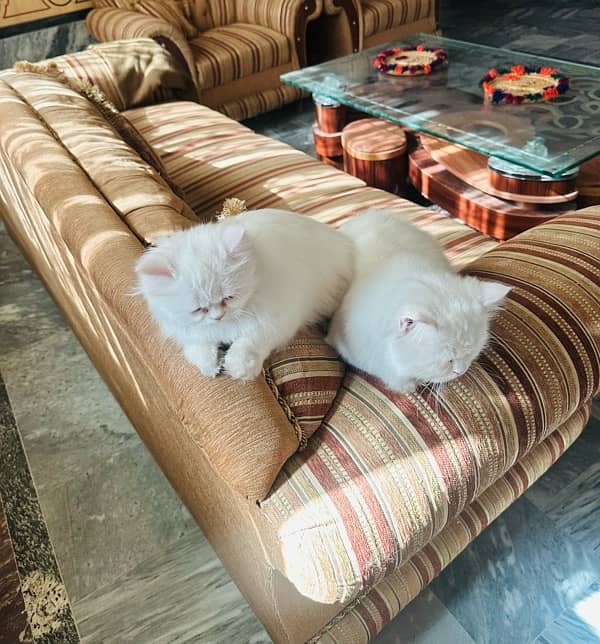 Persian Cat 9