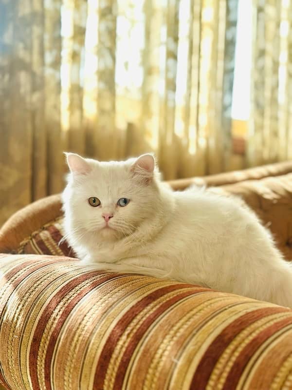 Persian Cat 11