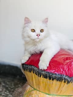 White persion cat for sale