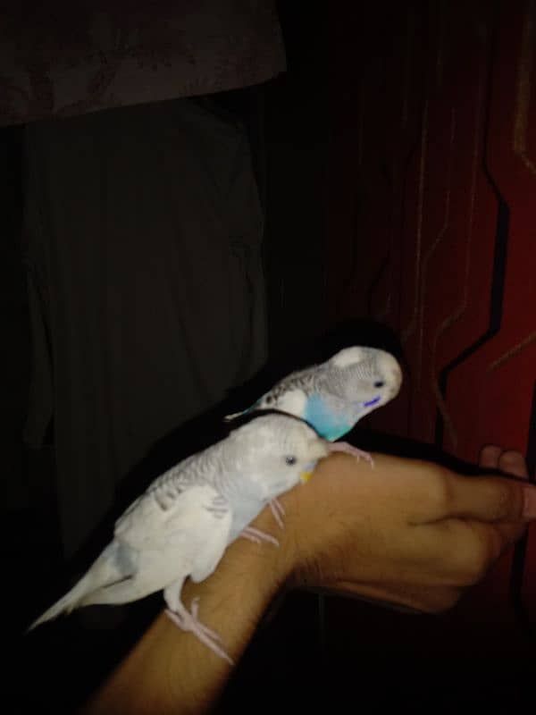 Hand tame parrot 8