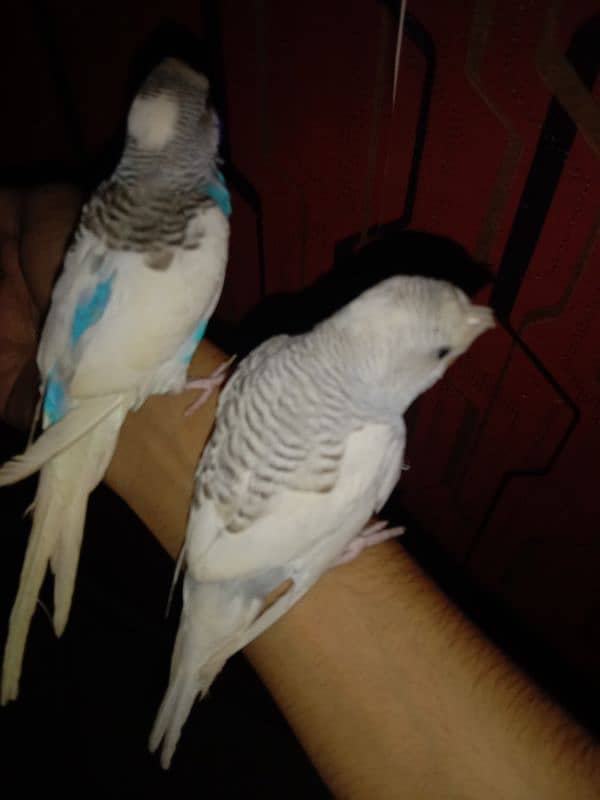 Hand tame parrot 9