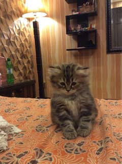 Persian breed kitten's