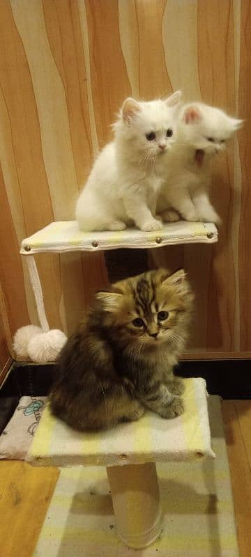 Persian breed kitten's 2