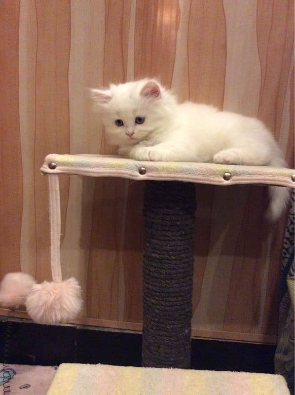 Persian breed kitten's 5