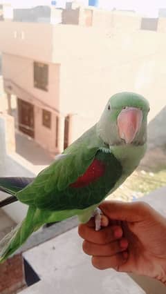 Kashmiri raw male parrot hand tame contact on Whatsapp 03294601334 0