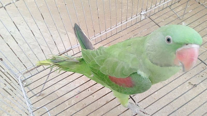 Kashmiri raw male parrot hand tame contact on Whatsapp 03294601334 3