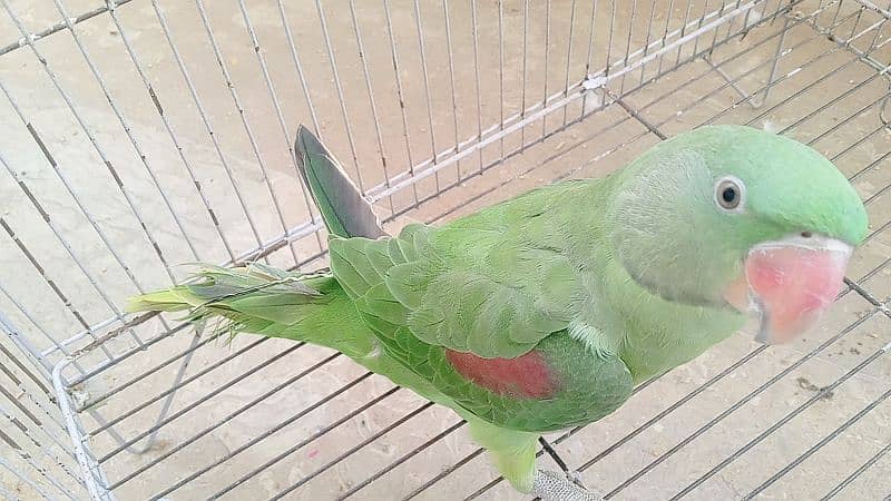 Kashmiri raw male parrot hand tame contact on Whatsapp 03294601334 4