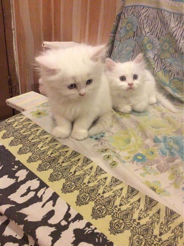 Persian breed kitten's 6