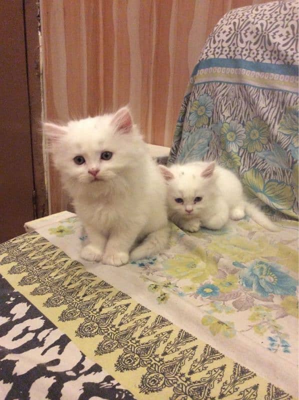 Persian breed kitten's 7