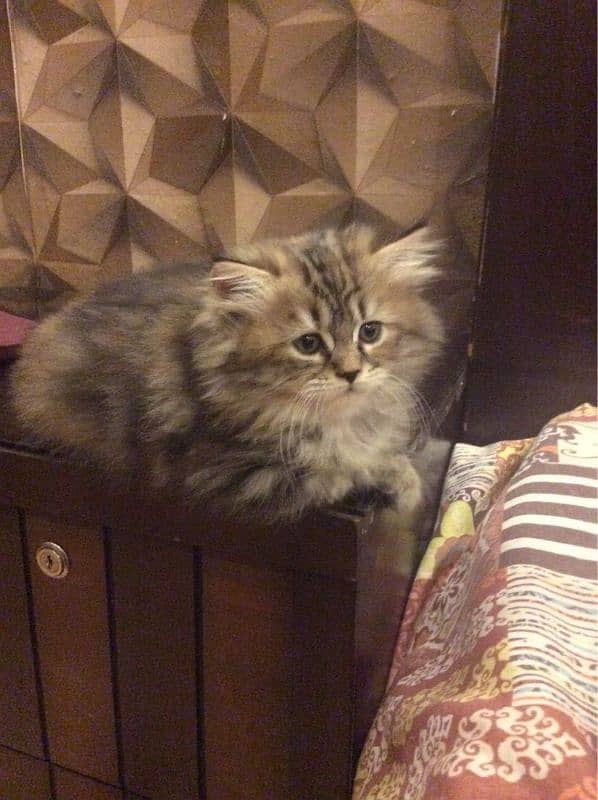 Persian breed kitten's 8