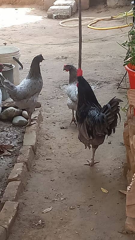 Bule Australorp Eggs 1