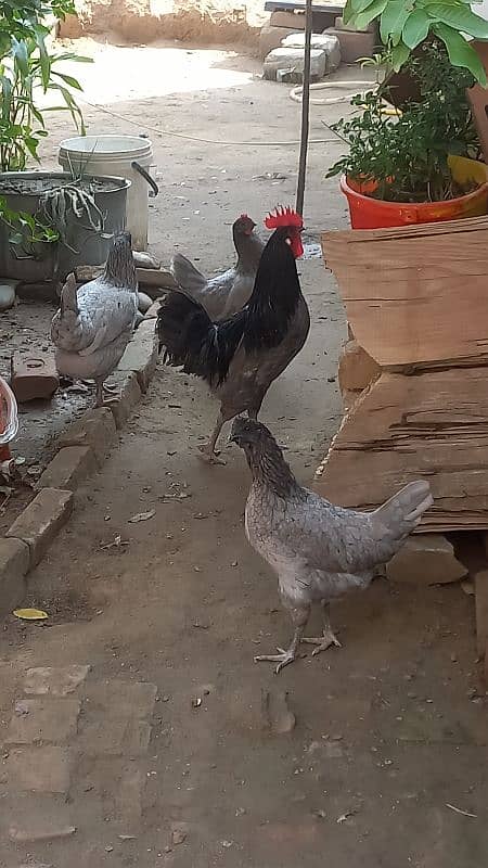 Bule Australorp Eggs 2