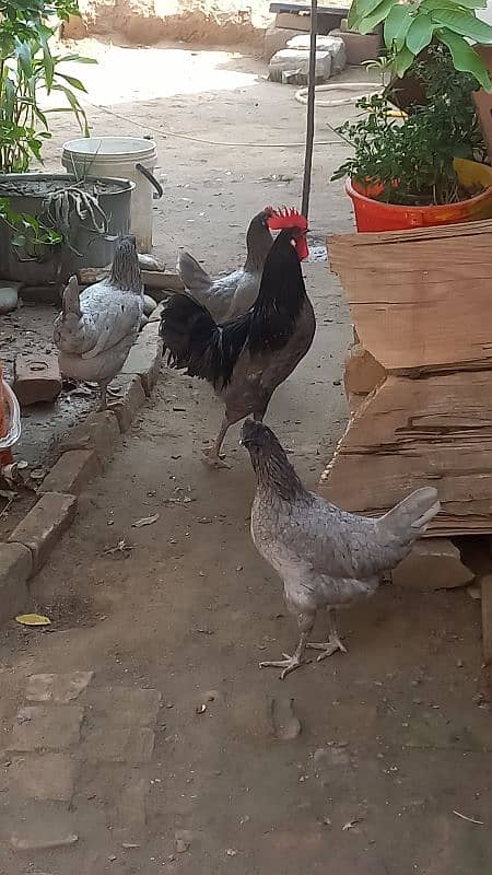 Bule Australorp Eggs 3