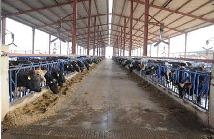 Dairy farm parking sheds big steel structure tensile shed 9