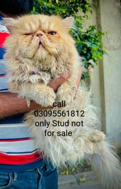 Piki face Male Cat Available For StUd service