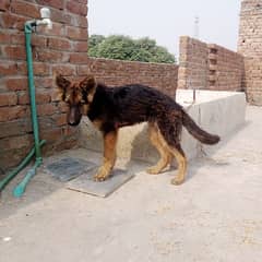 German shepherd Male puppy