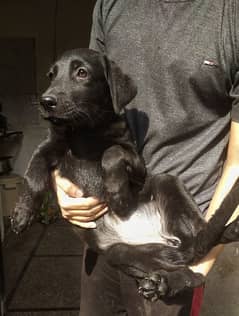 Labrador Females for sale03220710757