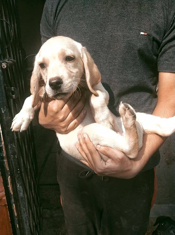 Labrador Females for sale03220710757 1