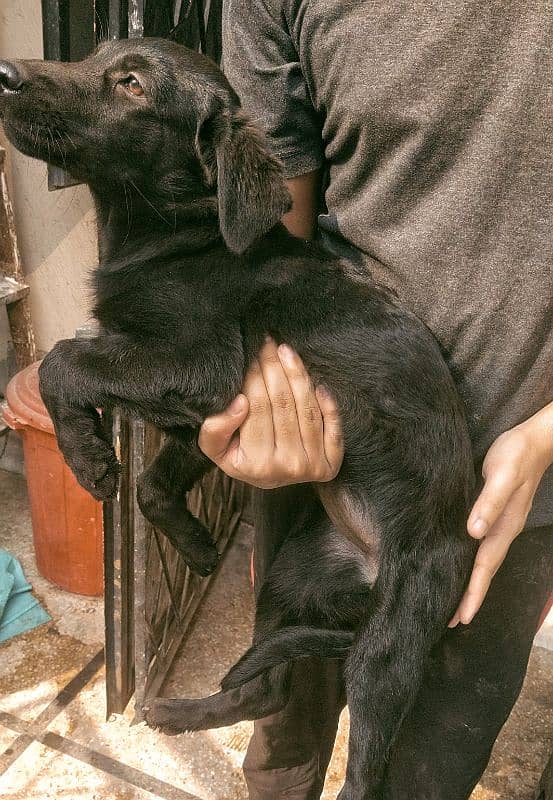 Labrador Females for sale03220710757 2