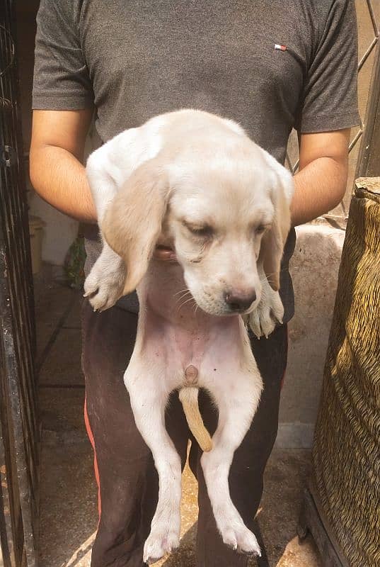 Labrador Females for sale03220710757 3