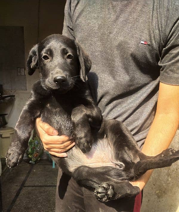 Labrador Females for sale03220710757 4