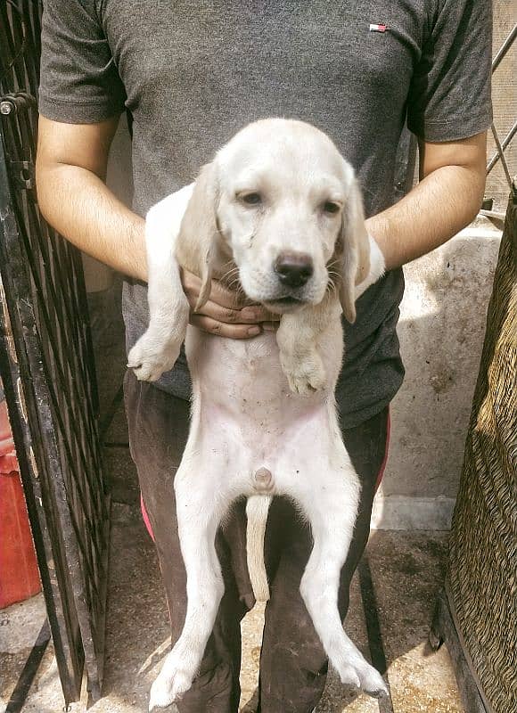 Labrador Females for sale03220710757 5