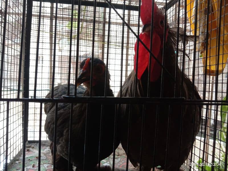 bantam pair eggs fresh and fertile 1