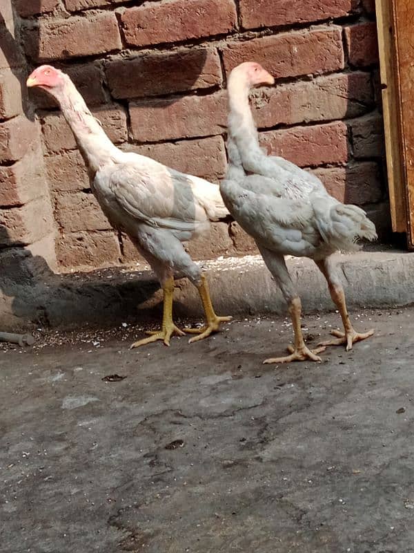 pure white oh shamo  2 pathia for sale. 2