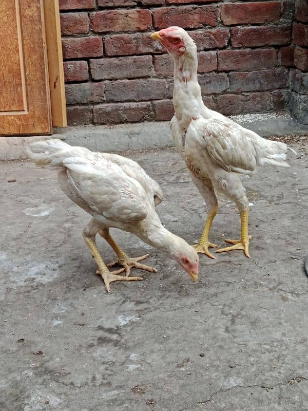 pure white oh shamo  2 pathia for sale. 9