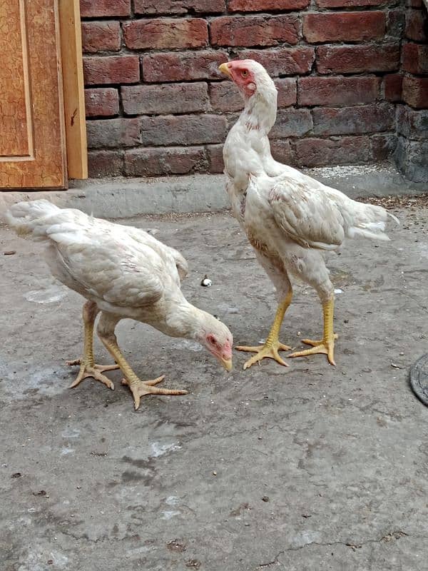 pure white oh shamo  2 pathia for sale. 11