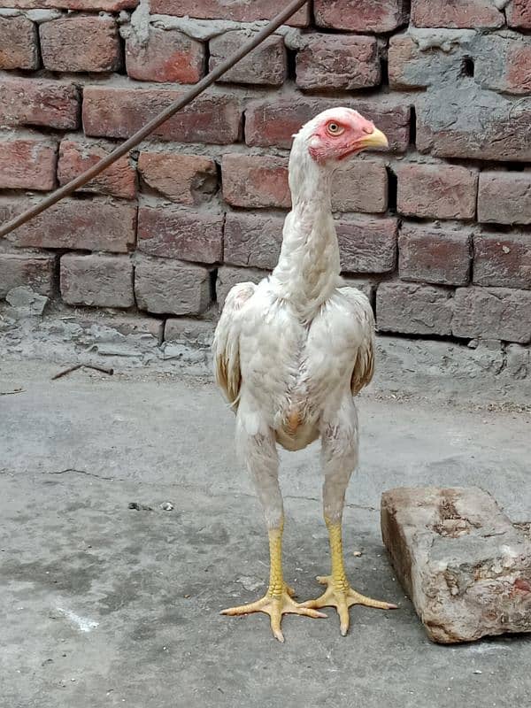 pure white oh shamo  2 pathia for sale. 12