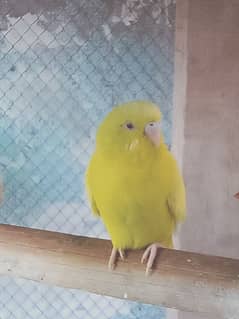 Australian Budgie Parrot Red Eye