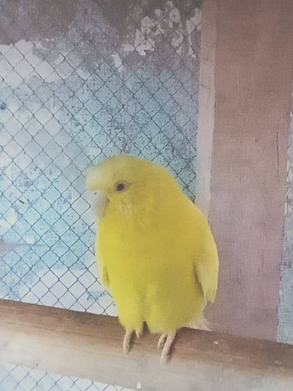 Australian Budgie Parrot Red Eye 1