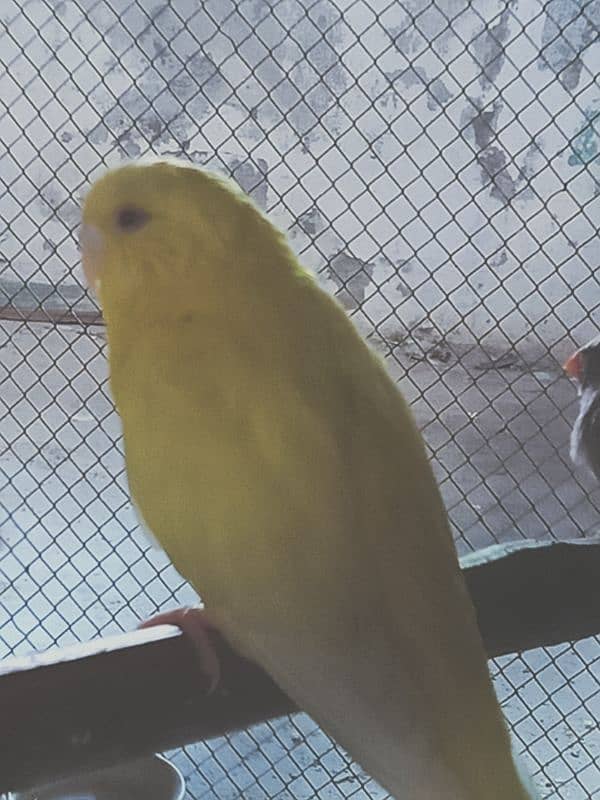 Australian Budgie Parrot Red Eye 2