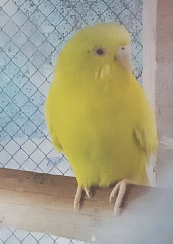 Australian Budgie Parrot Red Eye 3