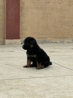 German shepherd long coat