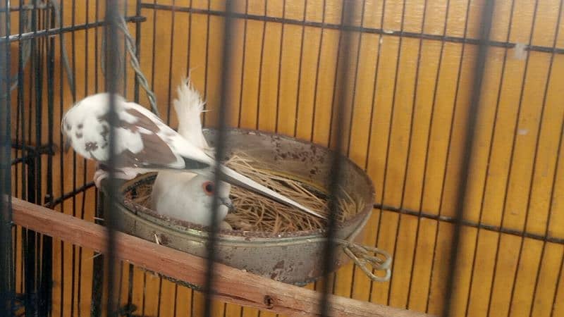 diamond pied dov full pair and phattay 0