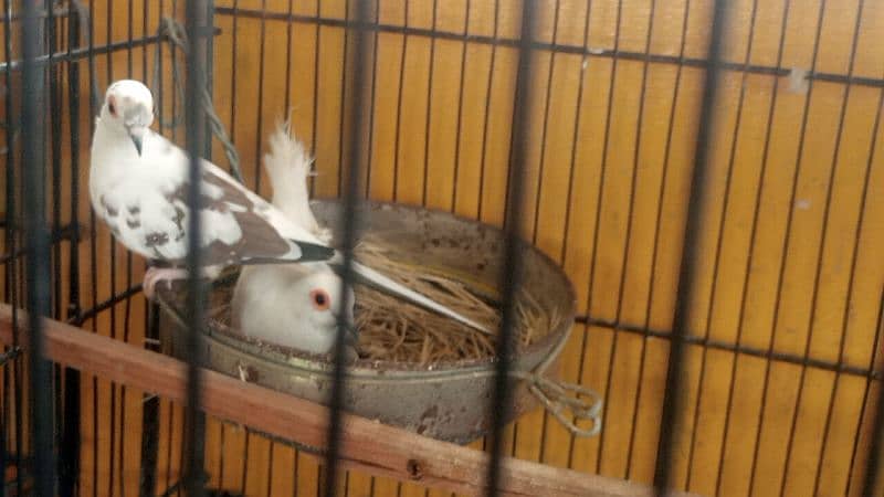 diamond pied dov full pair and phattay 1