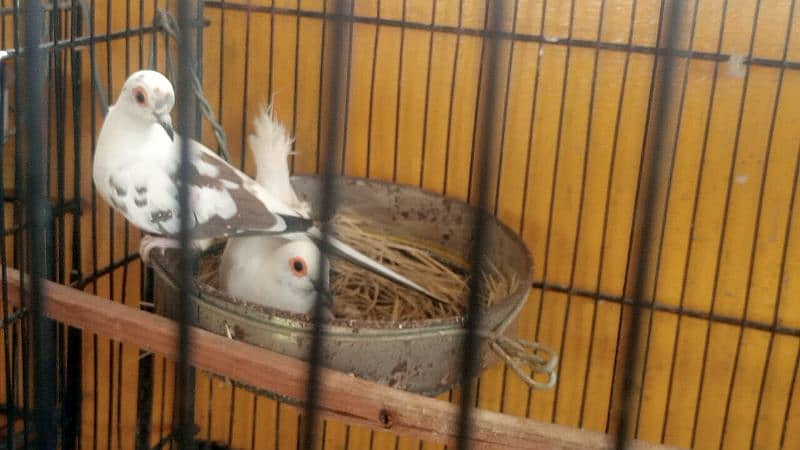 diamond pied dov full pair and phattay 2