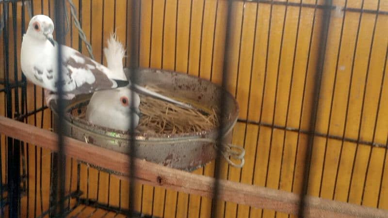 diamond pied dov full pair and phattay 3