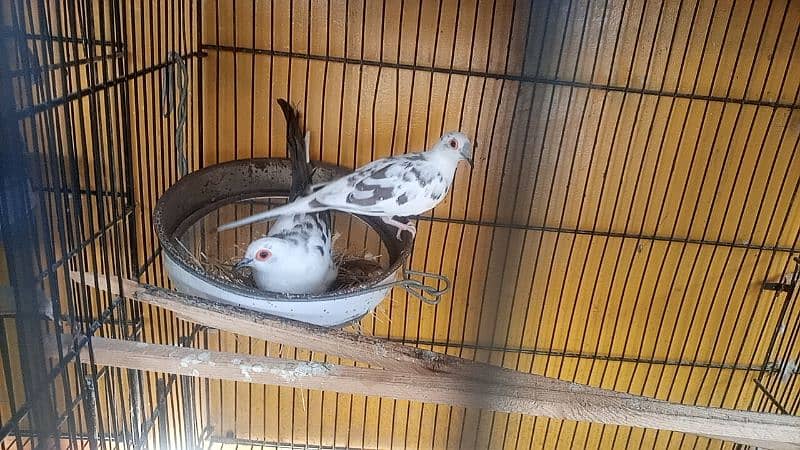 diamond pied dov full pair and phattay 4