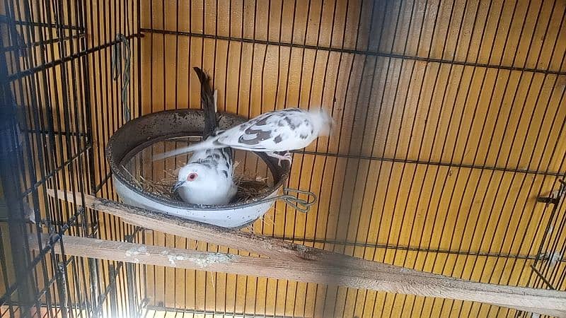 diamond pied dov full pair and phattay 9