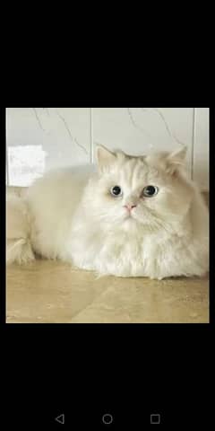 pure persian male white cat blue eyes