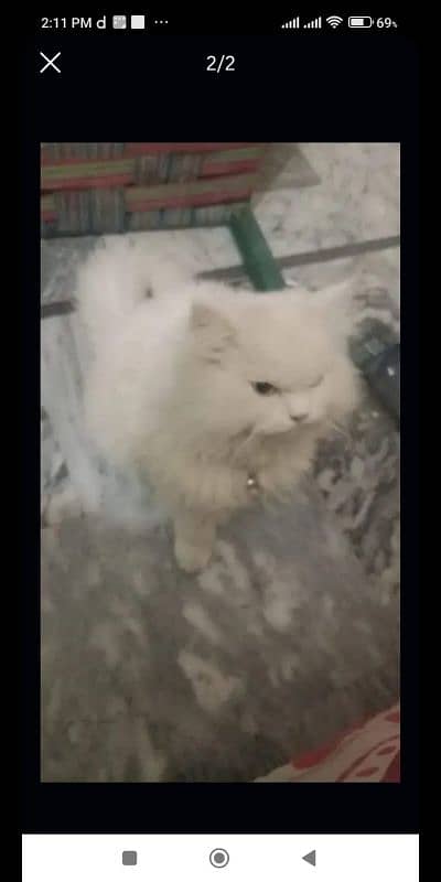 pure persian male white cat blue eyes 1