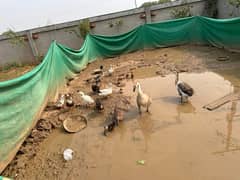 Ducks batakh batkhain for sale at daska road sialkot