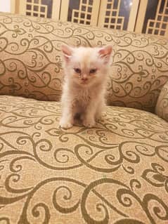 Persian kittens| double coated