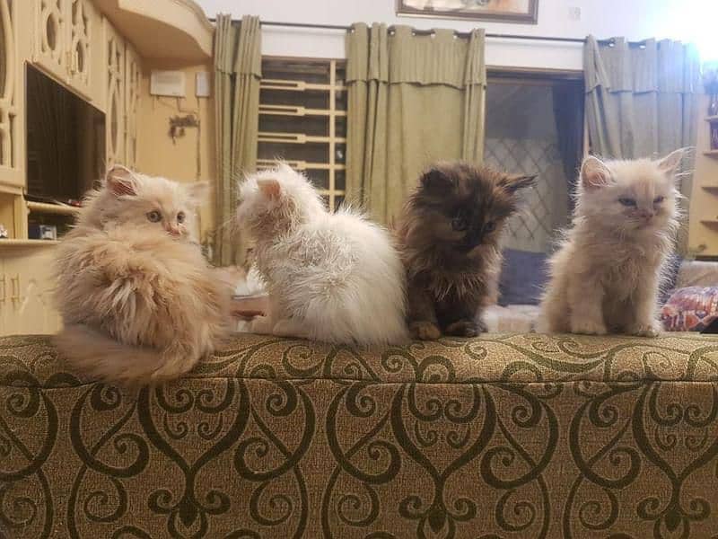 Persian kittens| double coated 7