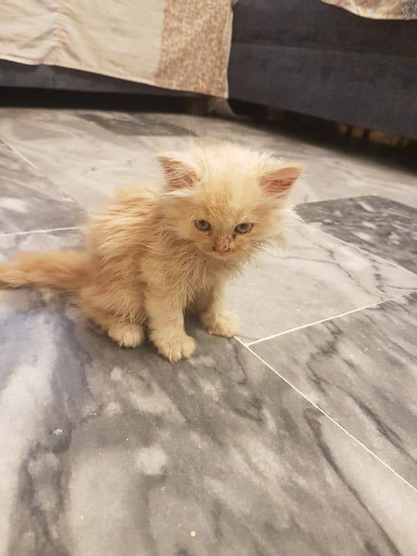 Persian kittens| double coated 10