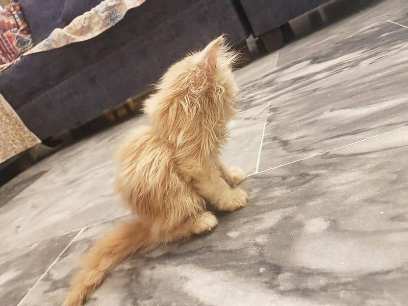 Persian kittens| double coated 12